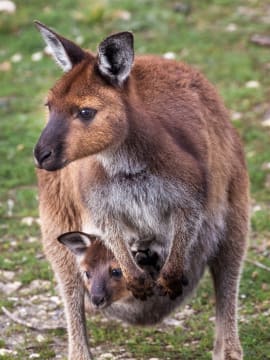 Award Winning EcoStar Tourism Business - Kangaroo Island