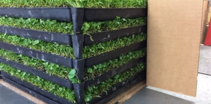 Production Nursery & Freehold