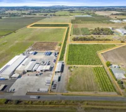 Premium Commercial Fig Orchard | Freehold Land | Established Agribusiness