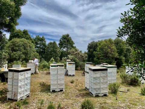 Asset-Based Small Scale Commercial Beekeeping Opportunity for Sale