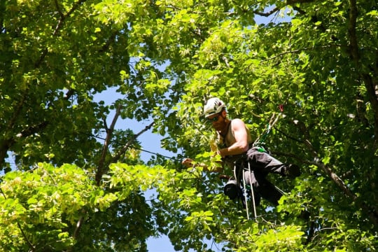 Expand Your Reach with this Proven Arboriculture Operation