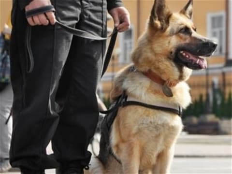 Bark Busters Dog Training Franchise