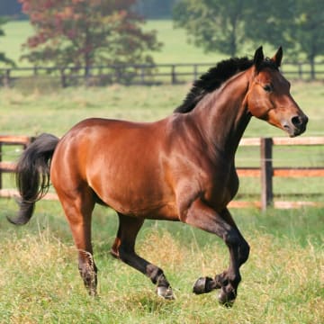 Equine-Focused Business Opportunity with Global Potential