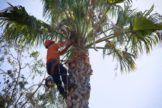 UNDER CONTRACT - High-Performing Arborist Business | ~$1M Revenue | ~$400K+ EBITDA | Team in place