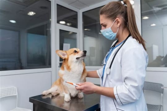 Established Veterinary Practice running Under Management!