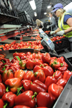 Hydroponic Vegetable Crop Farm - Land, Buildings & Machinery