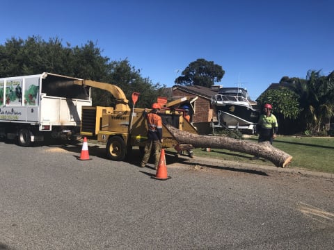 Two Long-Established Arborist Businesses with Strong Cashflow & Major Contracts