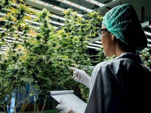 End to End Solution for the Medicinal Cannabis Industry