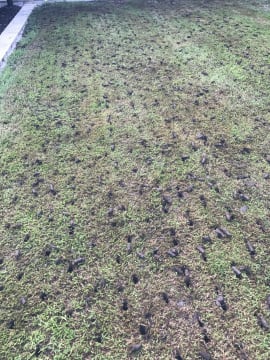 Highly Profitable Lawn Renovation & Sports Field Maintenance Business