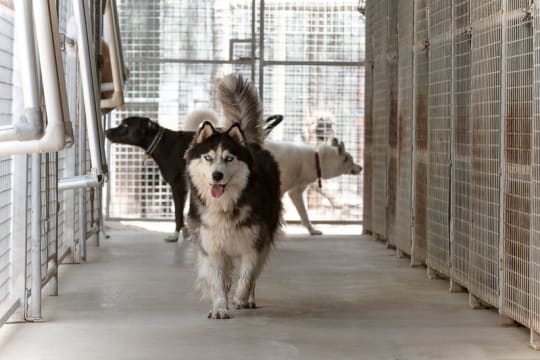 Pet Boarding Kennels No Dog Limits Business RS1586