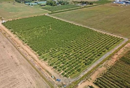 Premium Commercial Fig Orchard | Freehold Land | Established Agribusiness