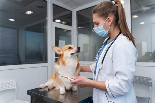 Confidential Veterinary Practice