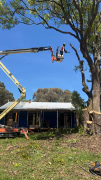 Total Tree & Stump Removal