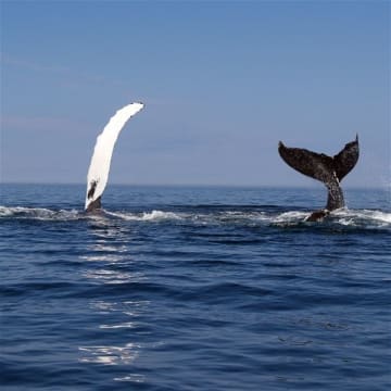 Media & Marketing Newcastle and The Hunter