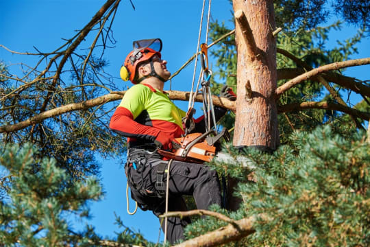 Expand Your Reach with this Proven Arboriculture Operation