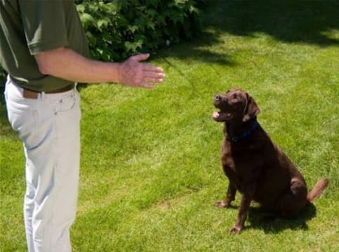 Bark Busters Franchise For Sale. The Worlds Largest Home Dog Training Business