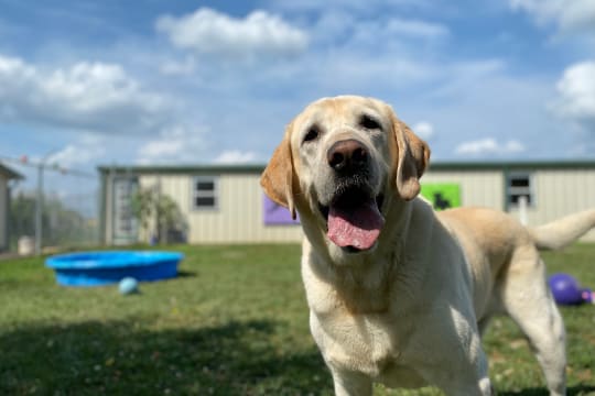 Canineology Centre | Established Doggy Day Care, Dog Grooming & Pet Transport Business - For Sale...