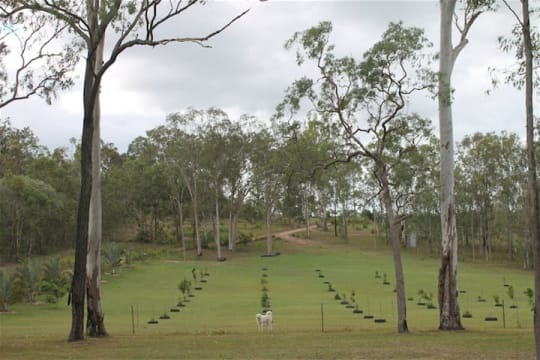NATURES ENGINEERING WONDER PLANT