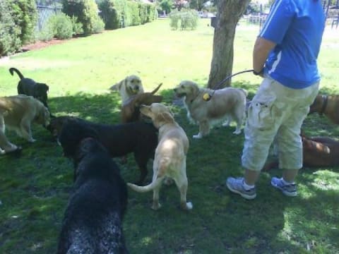 Professional Dog Walking and Pet Sitting Business for Sale