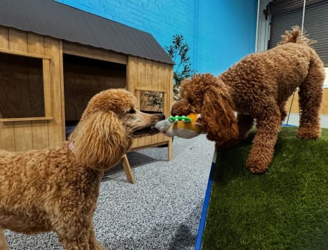 Luxury Dog Grooming Salon and Dog Daycare Centre – Camden, NSW