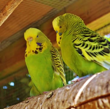 Pet Industry Specialty Retail Business – Exceptional National Expansion Opportunity