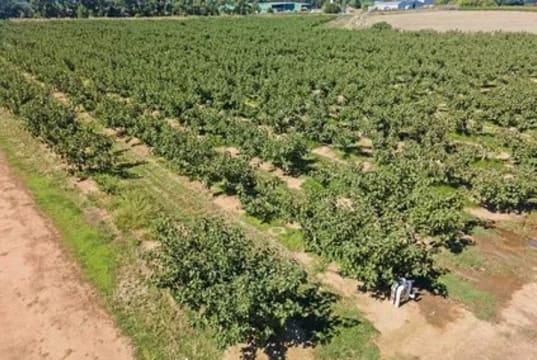 Premium Commercial Fig Orchard | Freehold Land | Established Agribusiness