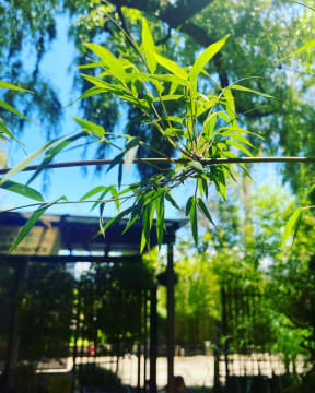 Mr Bamboo