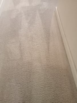 URGENT SALE- Profitable Owner-Operator Carpet Cleaning Business Growth Potential