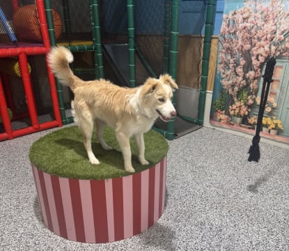 Luxury Dog Grooming Salon and Dog Daycare Centre – Camden, NSW