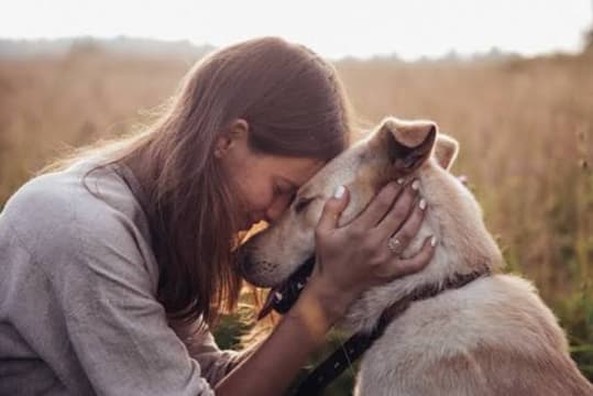 Online Pet Product Wholesaler/Distributor and Supplier #438