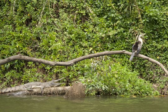 The closest Wet Tropics World Heritage river-based experience to Cairns