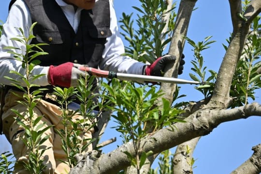High-Performing Arborist Business | ~$1M Revenue | ~$400K+ EBITDA | Team in place