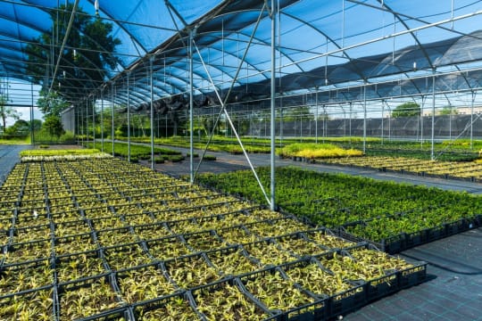 Freehold Production Nursery & Residence - SEQ - Quality Operation