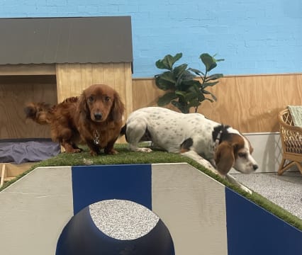 Luxury Dog Grooming Salon and Dog Daycare Centre – Camden, NSW