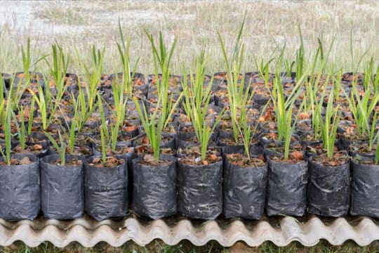 Exotic Wholesale Nursery + Freehold Land | Sunshine Coast | $2M Sales, $402K Profit.