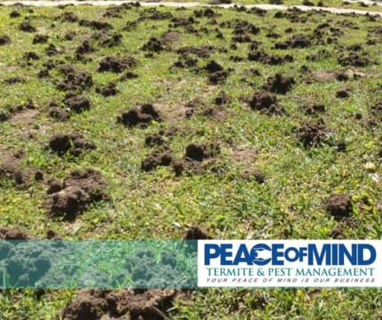 Established Termite & Pest Management Business Flexible, Mobile Operation. WIWO