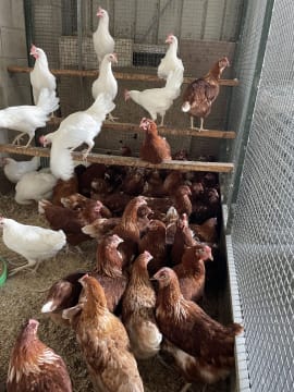 Established Rural & Pet Supply Business | Trusted Since 1978