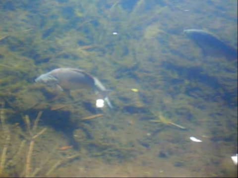 Qyy9grfj4jczgyp2s1gu