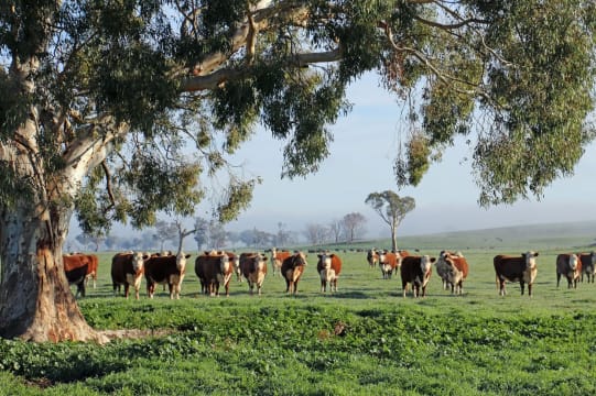 GRASS ROOTS BEEF - PADDOCK TO PLATE BEEF BUSINESS WITH ON-LINE WEBSITE
