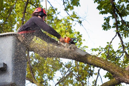 Highly Profitable Tree Servicing & Arborist Business - QLD