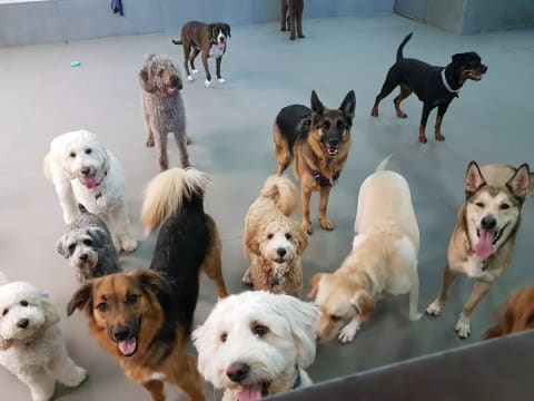 UNDER CONTRACT: Doggy Daycare Business for sale in Eastern Suburb ST1552