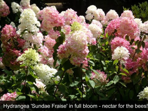 HERITAGE SEED BANK and OPEN GARDEN