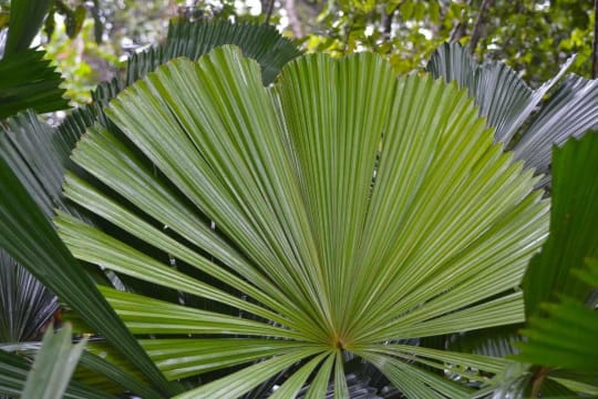 Exotic Wholesale Nursery  Sunshine Coast | Proj. Profit $344,750