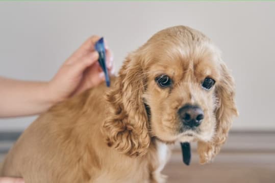 Online Pet Product Wholesaler/Distributor and Supplier #438