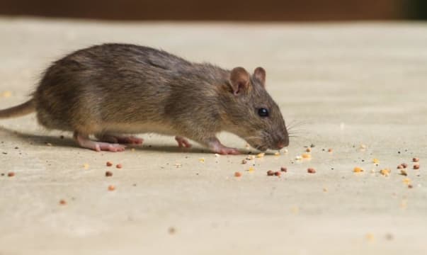 Bespoke Pest Control Business  Victorian High Country (North-East Victoria)