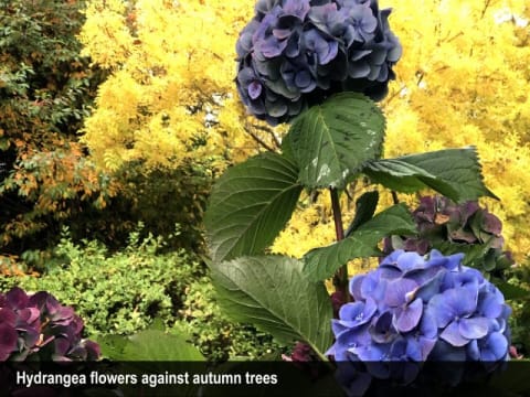 HERITAGE SEED BANK and OPEN GARDEN