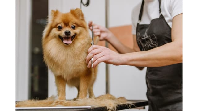 UID: 238 Modern, Newly Renovated Pet Grooming Salon  Fast-Growing, Sutherland Shire