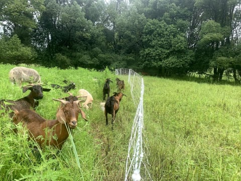 Profitable Eco Vegetation Management Business, Northern NSW