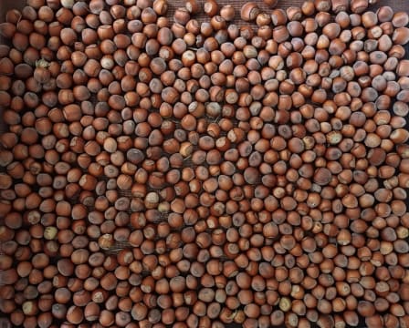 Sustainable Hazelnut & Agritourism Business Opportunity