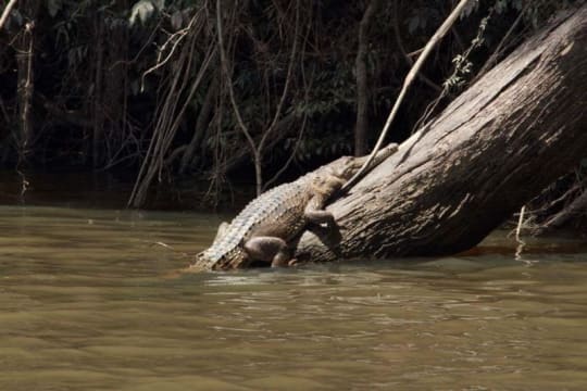 The closest Wet Tropics World Heritage river-based experience to Cairns